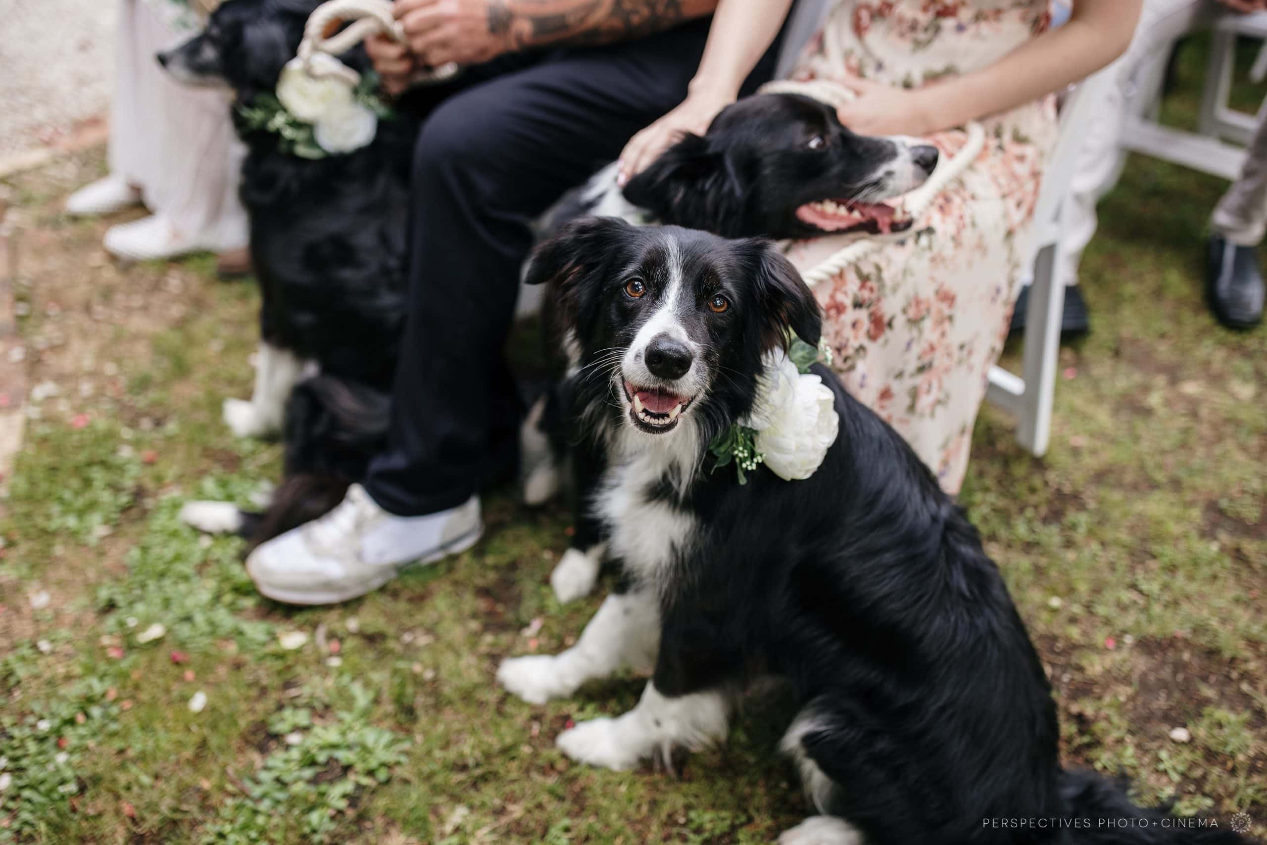 Kumeu Valley Estate wedding